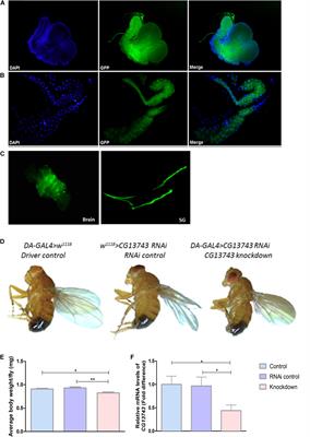 Knockdown of SLC38 Transporter Ortholog – CG13743 Reveals a Metabolic Relevance in Drosophila